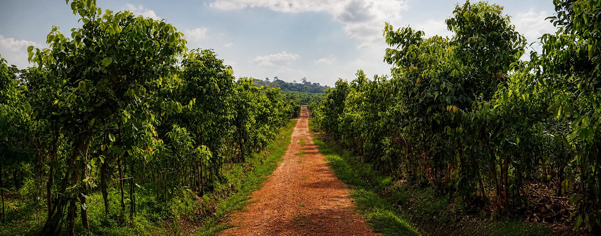 Camino entre los árboles de una plantación de canela